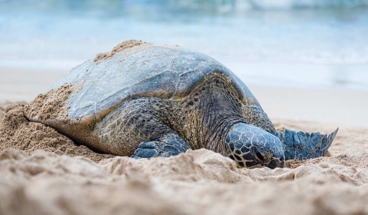 Les 10 créatures les plus terrifiantes de la biodiversité mondiale