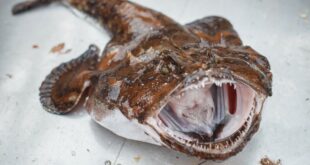 5 particularités méconnues de Blobfish