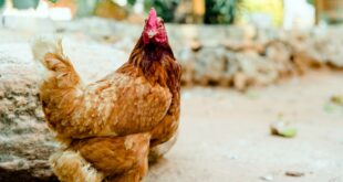 les 5 races de poules pondeuses offrant la meilleure productivité