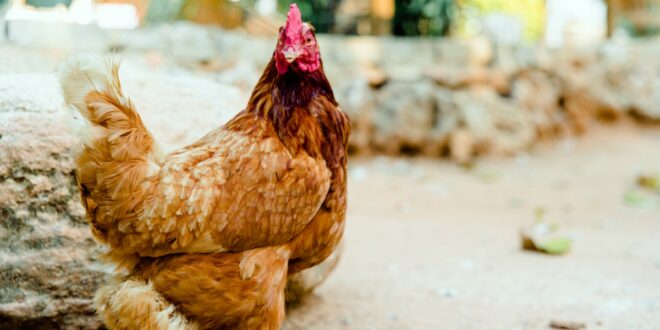 les 5 races de poules pondeuses offrant la meilleure productivité