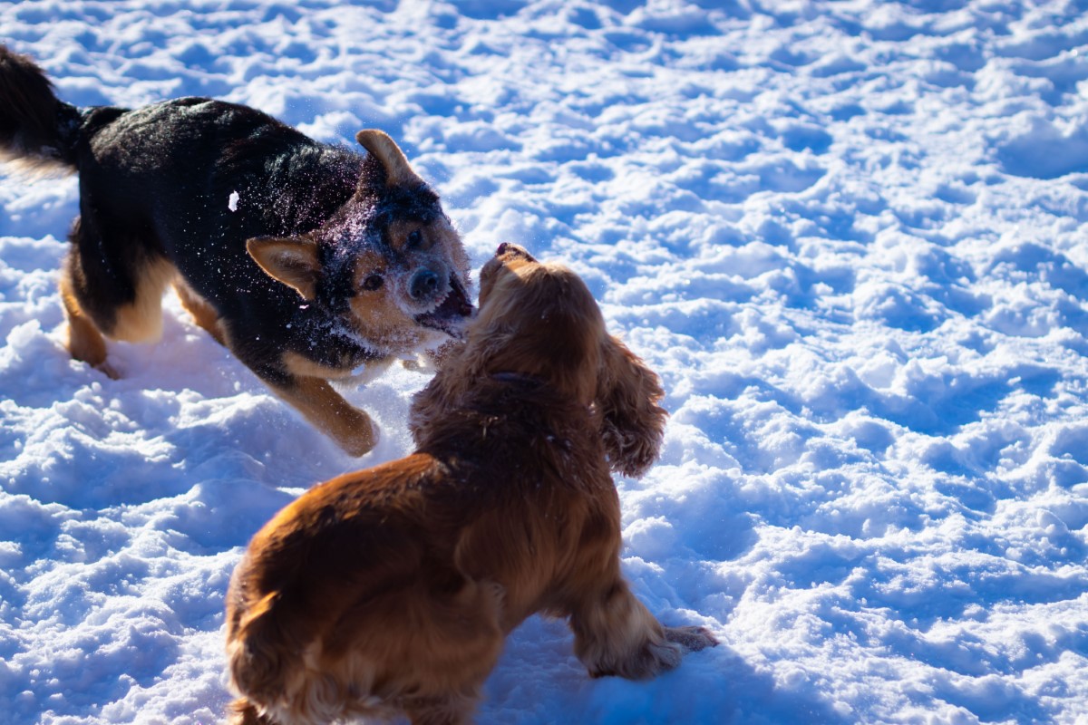 Classement des 10 races canines à haut risque d'agressivité