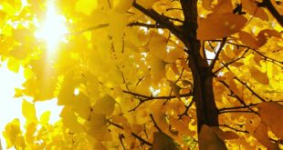 Ginkgo biloba : les bienfaits cognitifs de l'arbre millénaire d'Asie