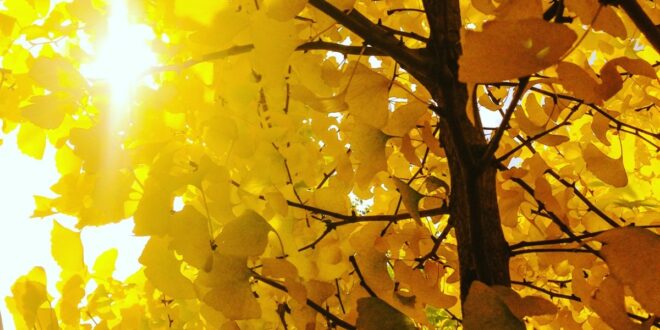 Ginkgo biloba : les bienfaits cognitifs de l'arbre millénaire d'Asie