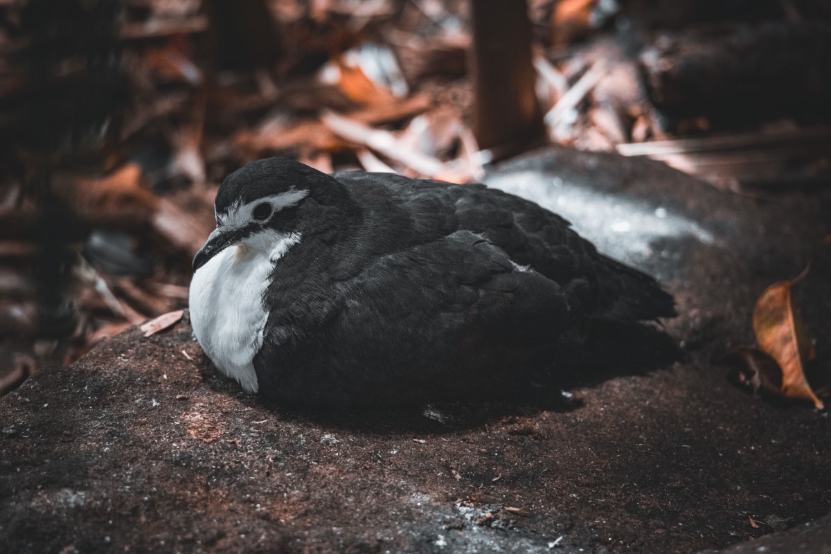 Identification et habitat spécifique du puffin des Baléares