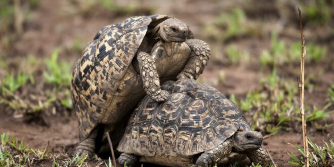 accouplements chez les espèces animales sauvages