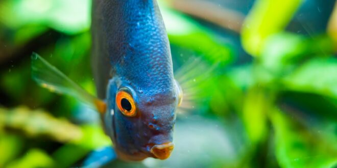 Nos astuces spécifiques pour un aquarium amazonien florissant