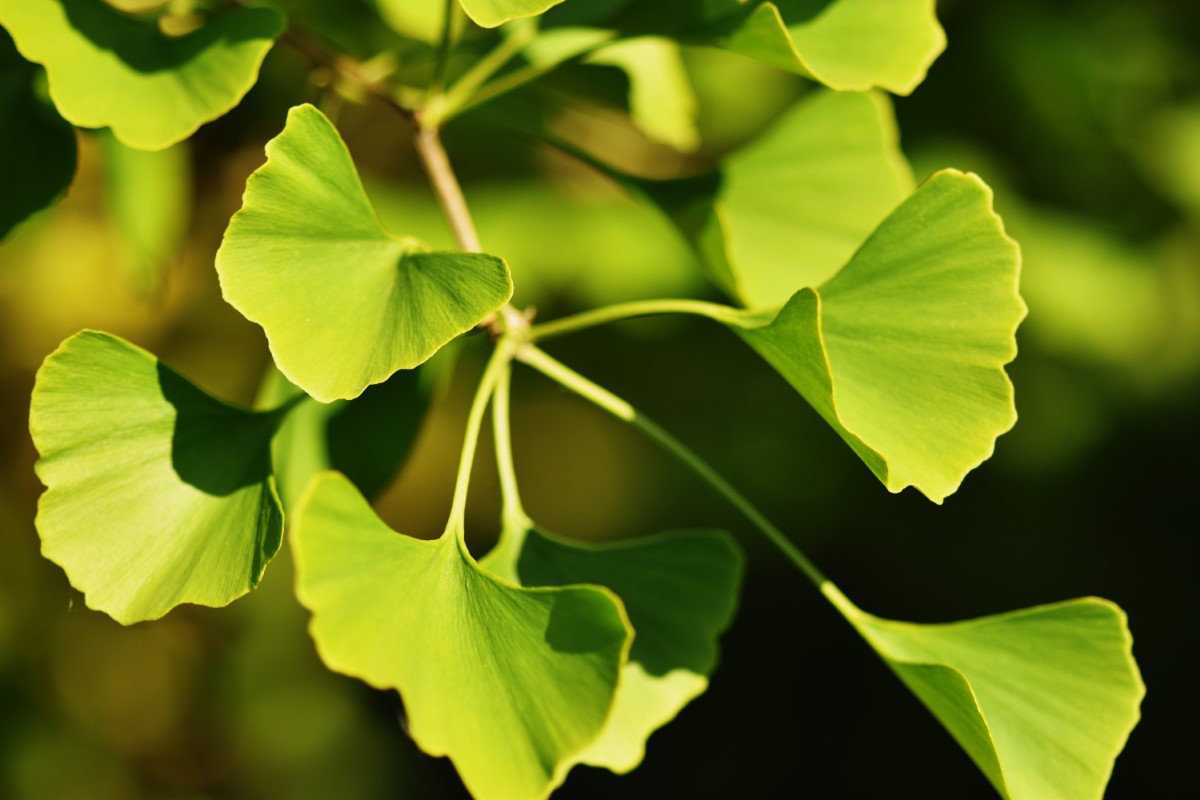 Ginkgo biloba : les bienfaits cognitifs de l'arbre millénaire d'Asie