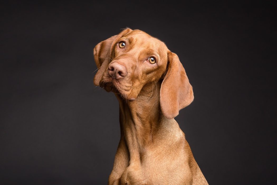 Mon Chien Fugue Souvent Pourquoi Et Que Faire Avec Ce Fugueur