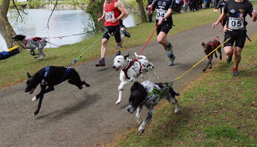 Sport canin Comment débuter une activité sportive avec son chien