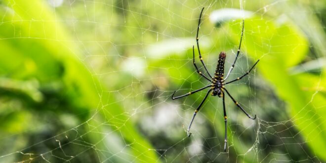 dangerosité de l'arachnide