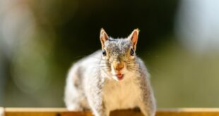 L'invasion de l'écureuil gris américain et son impact sur la survie