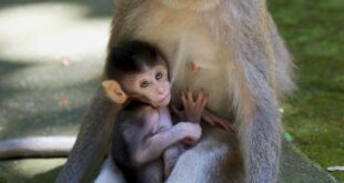 évolution chez les primates