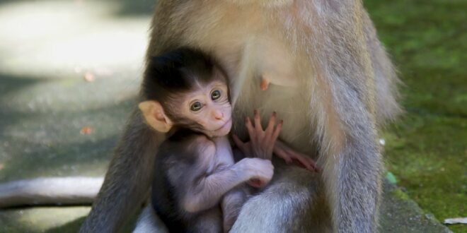 évolution chez les primates