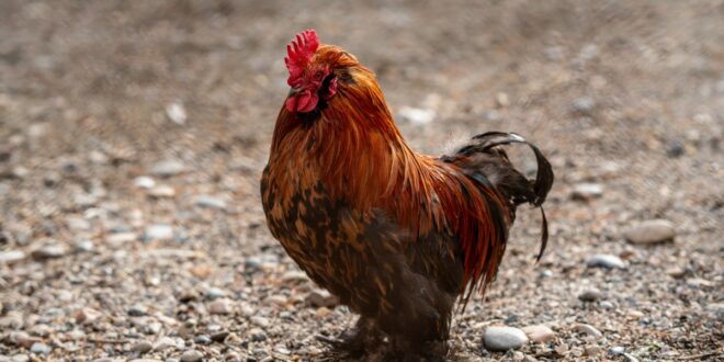 faire taire un coq