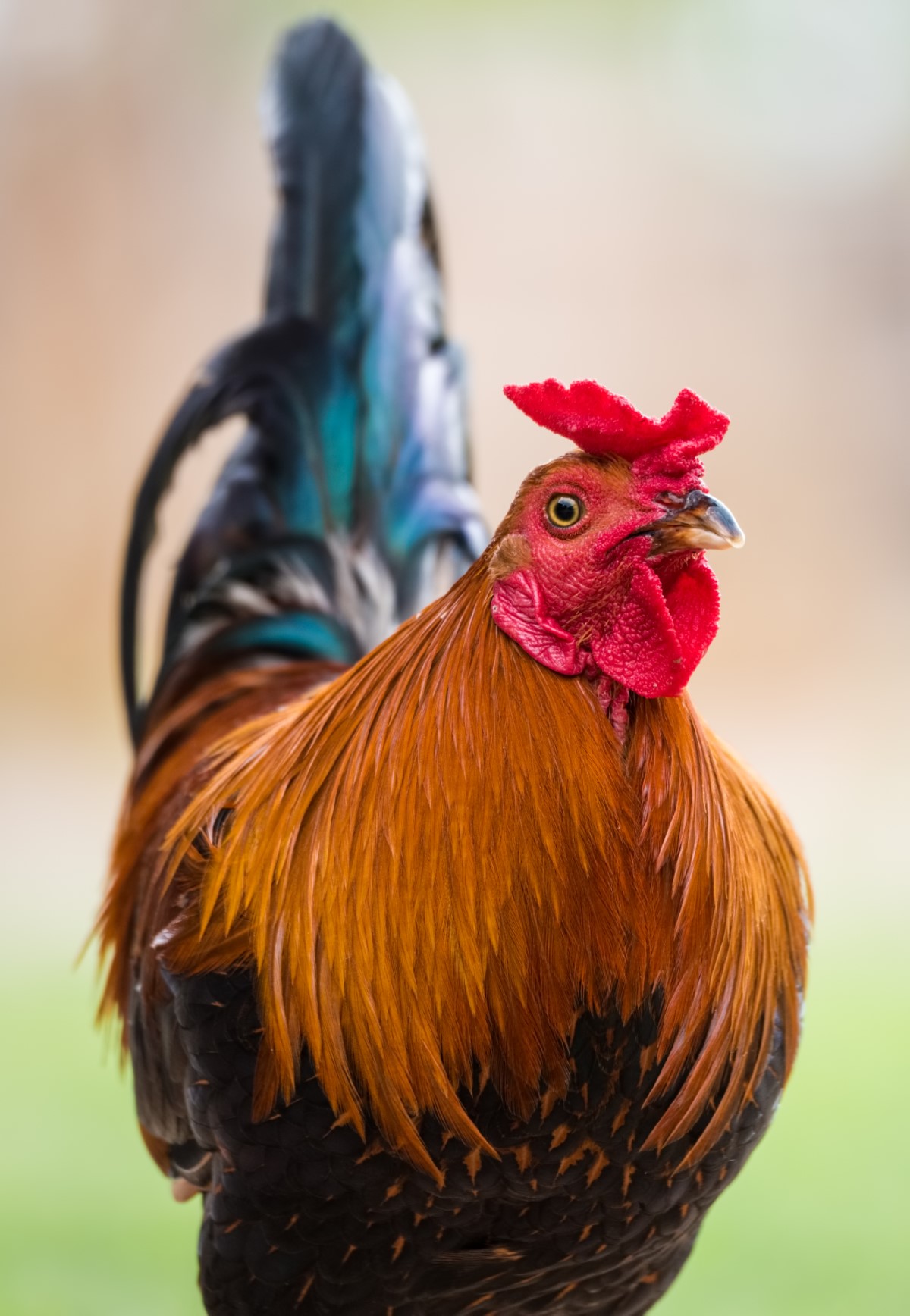 faire taire un coq à distance