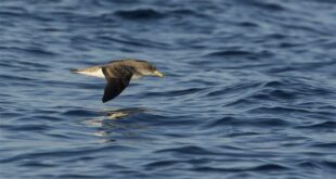 Identification et habitat spécifique du puffin des Baléares