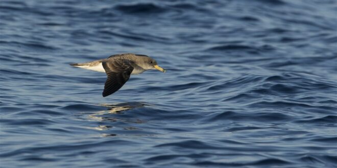 Identification et habitat spécifique du puffin des Baléares