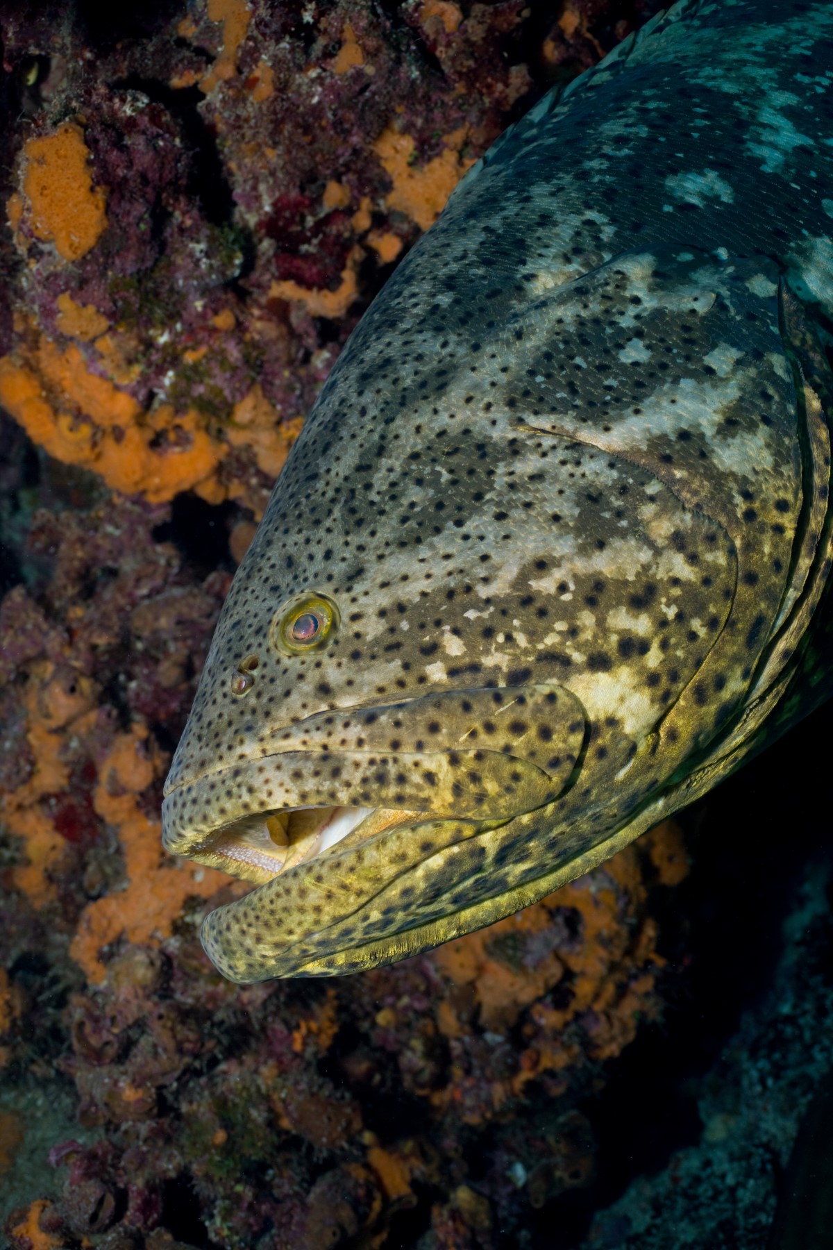 L'habitat secret du mérou goliath : plongée dans les profondeurs cachées