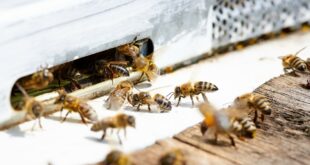 longévité des abeilles ouvrières