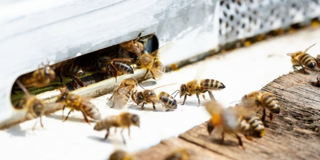 longévité des abeilles ouvrières