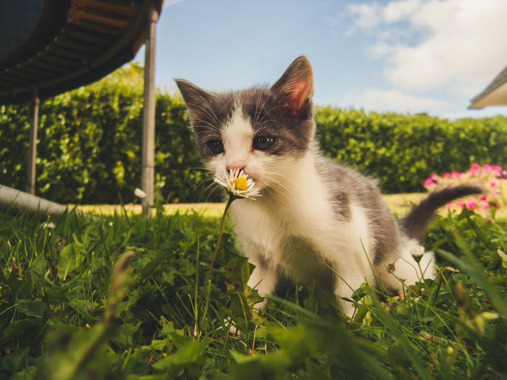 Idee De Nom Original Et Court De Chat Male Quel Prenom Choisir Pour Un Chat