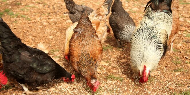 noms pour vos poules et coqs domestiques