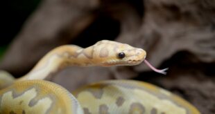 L'organe reproducteur des serpents influence-t-il les mutations ?