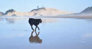 Canidés : quel est le record actuel du plus grand chien sur terre ?