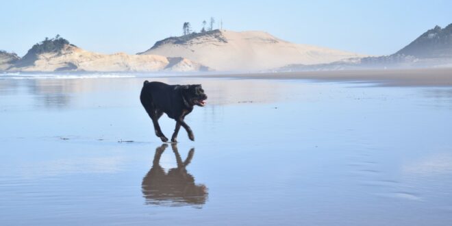 Canidés : quel est le record actuel du plus grand chien sur terre ?