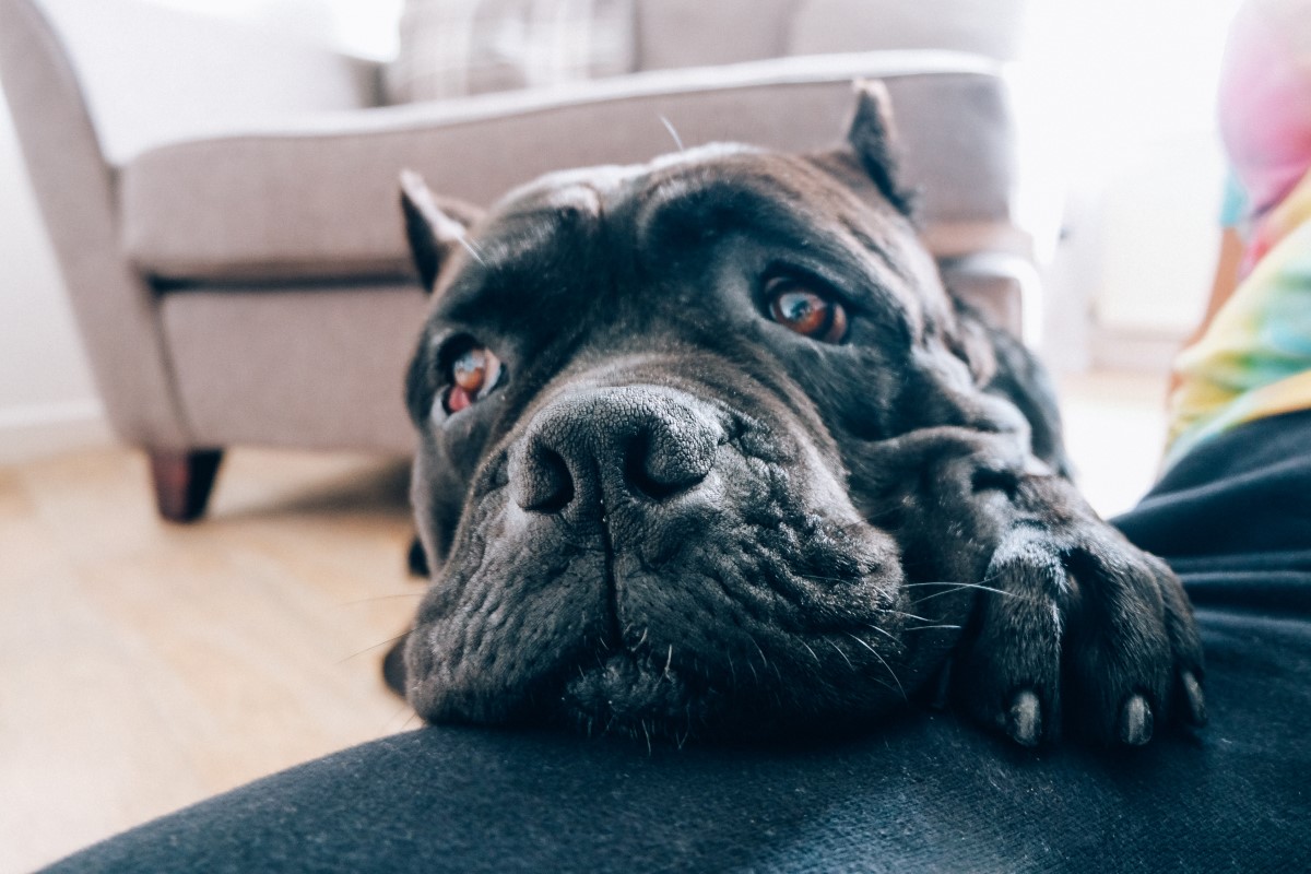 Canidés : quel est le record actuel du plus grand chien sur terre ?