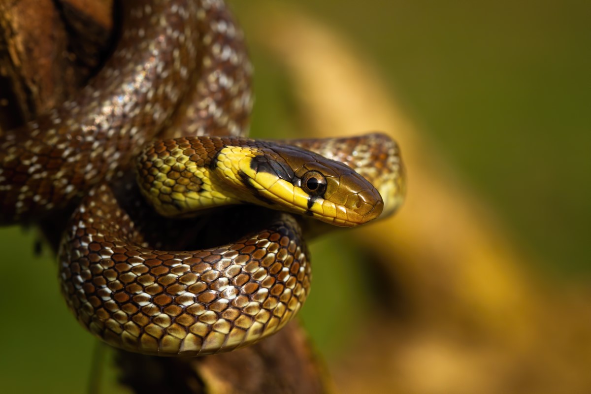 L'organe reproducteur des serpents influence-t-il les mutations ?